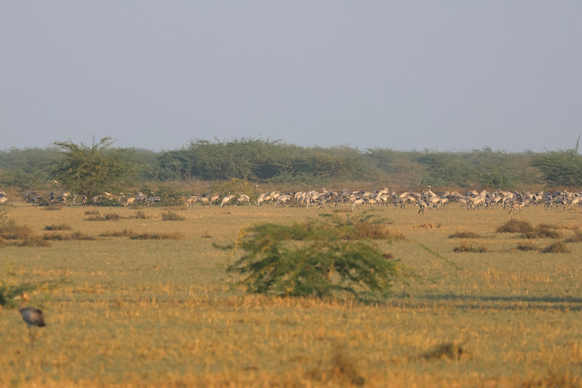 Журавель сірий - ML646970105