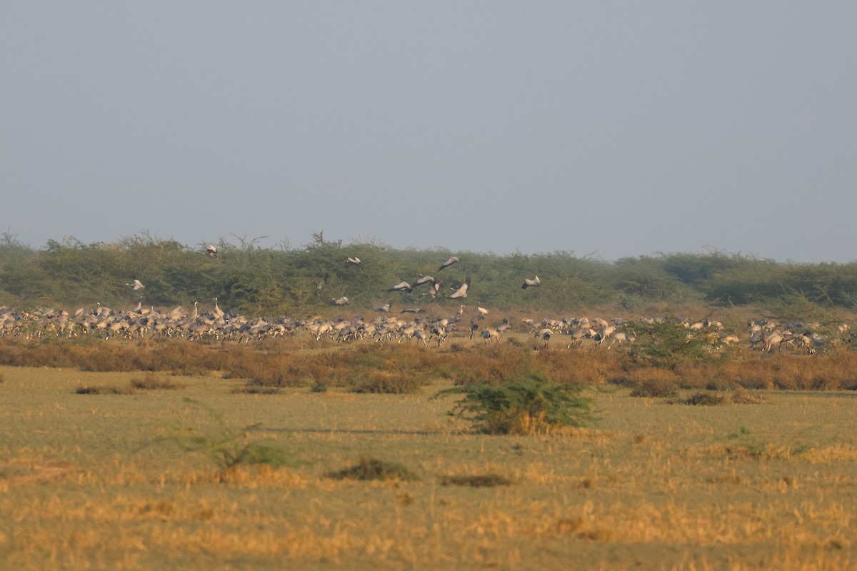 Журавель сірий - ML646970106