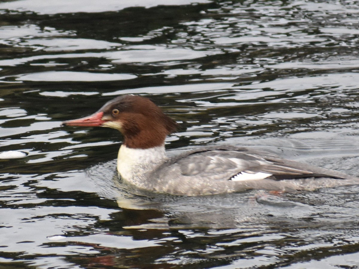 Common Merganser - ML646970107