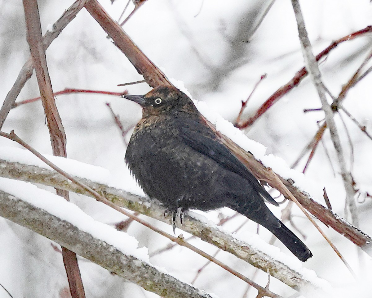 Quiscale rouilleux - ML646970108
