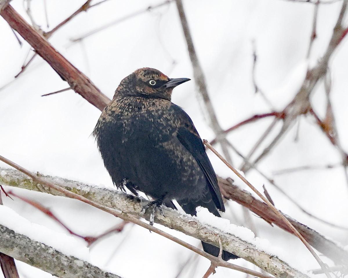 Quiscale rouilleux - ML646970111