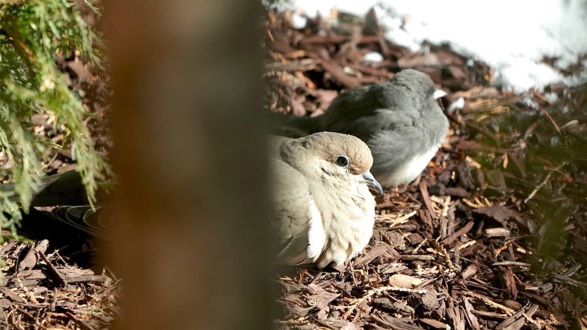 hrdlička karolínská - ML646970112