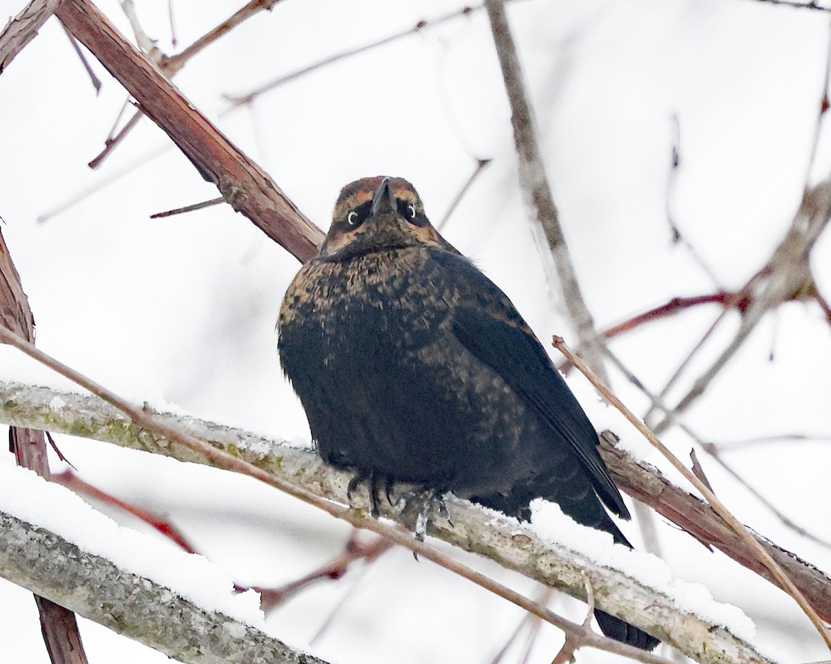 Quiscale rouilleux - ML646970113