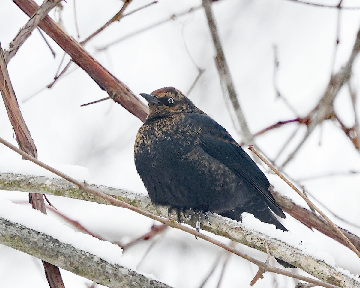Quiscale rouilleux - ML646970116
