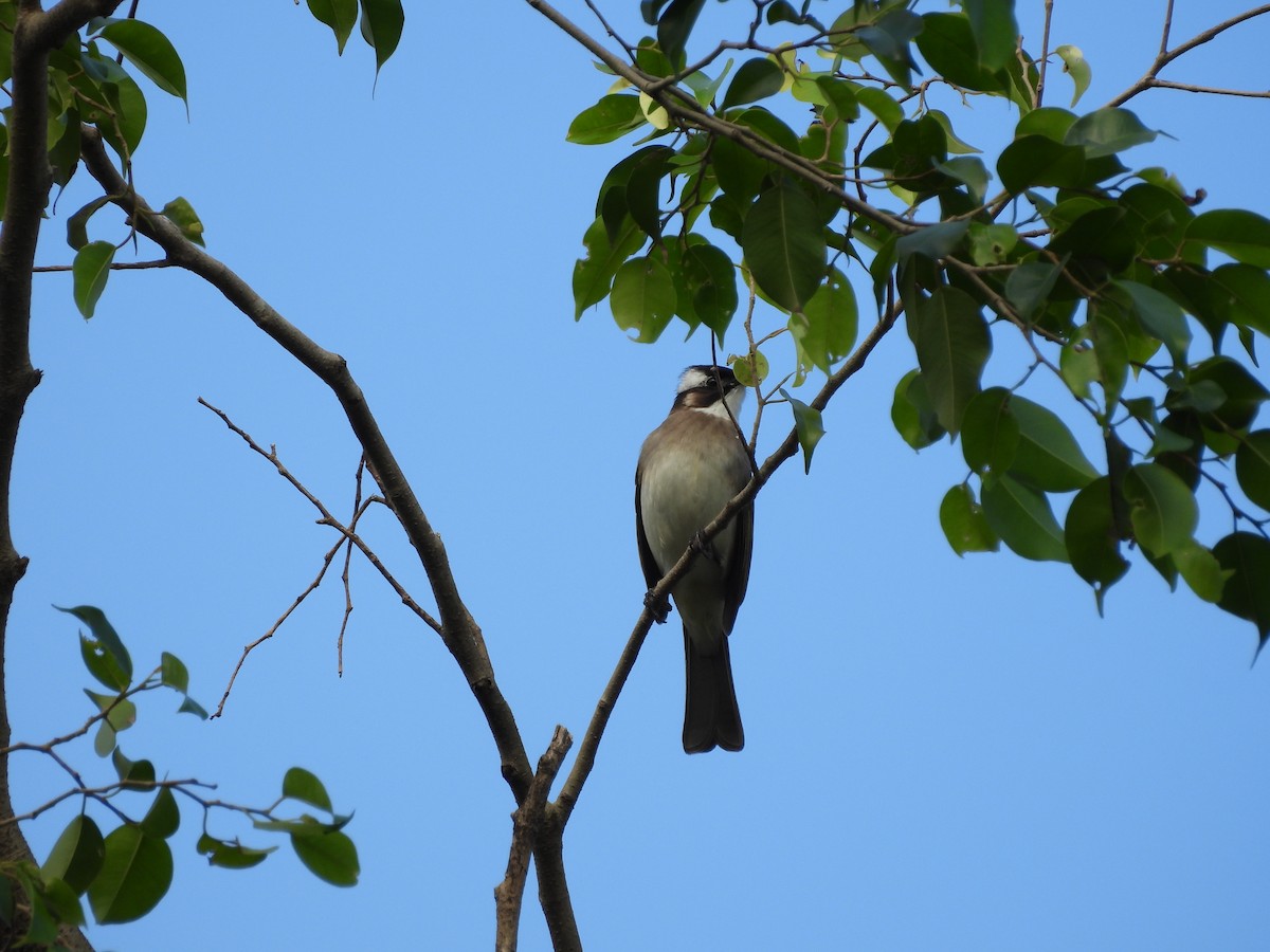 Нангиад бөлбөл - ML646970119