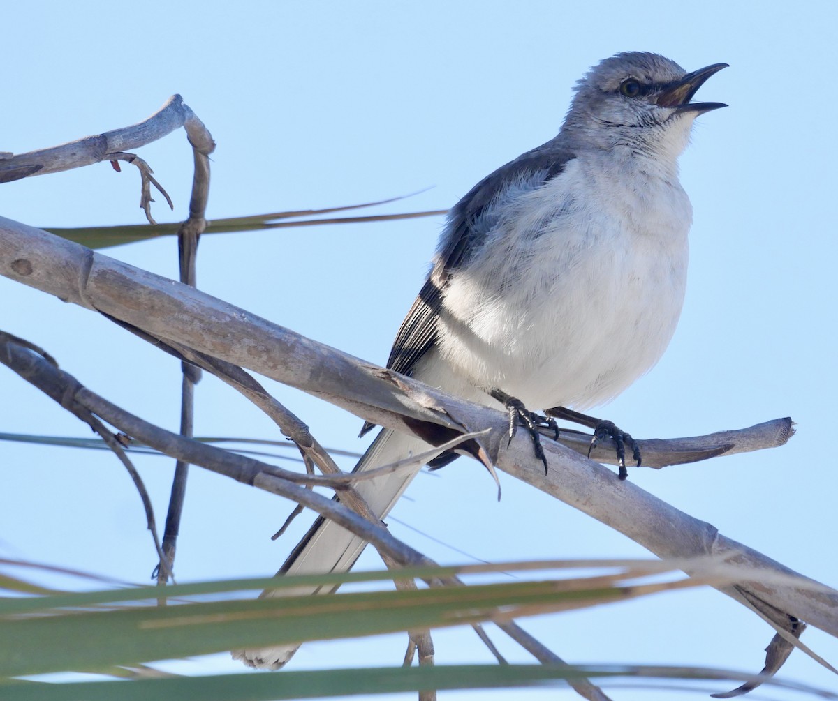 Northern Mockingbird - ML646970124