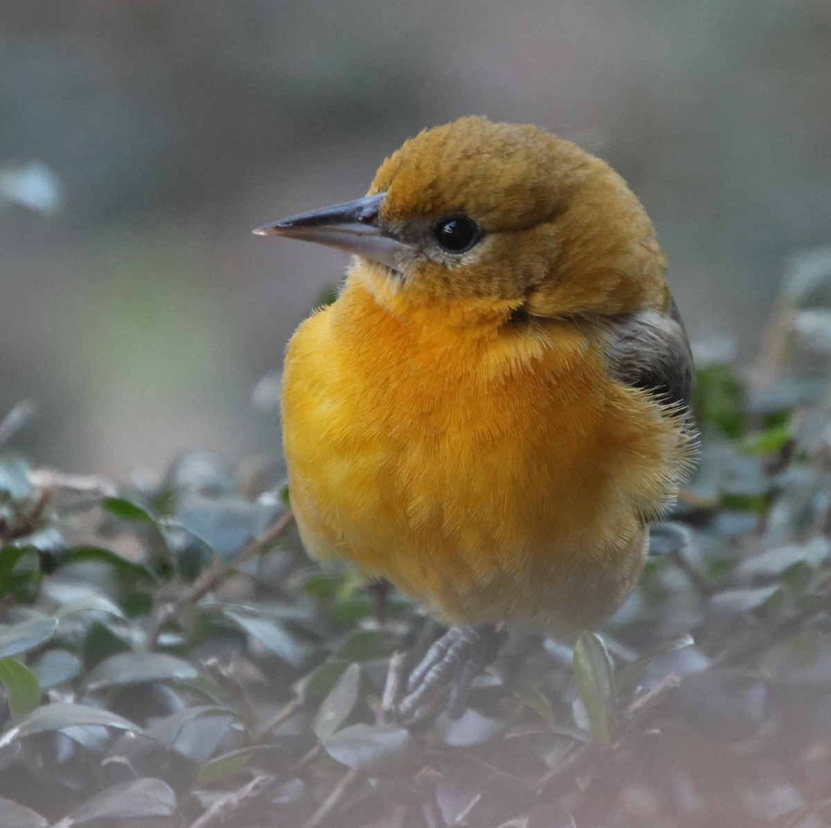 Baltimore Oriole - ML646970130