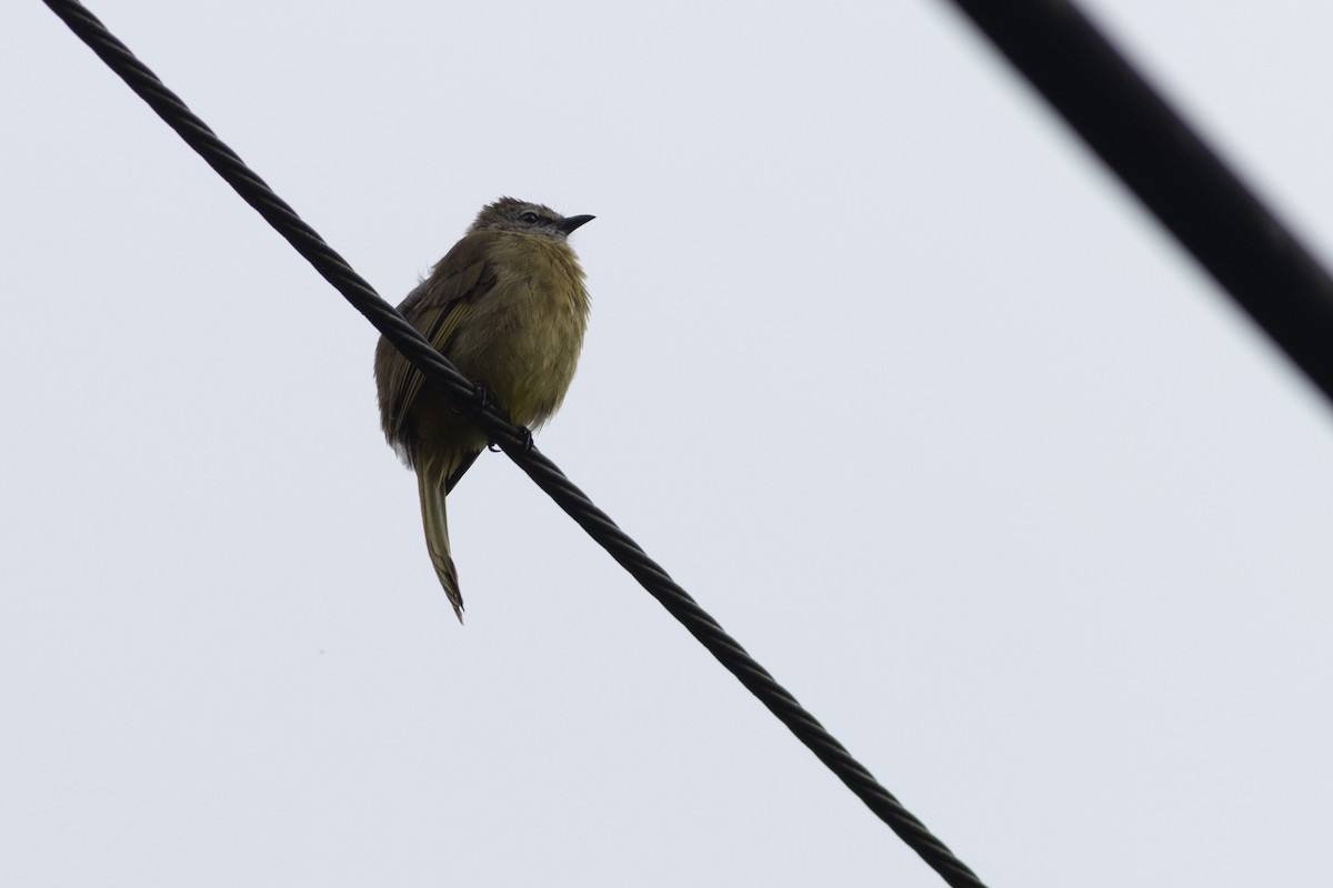 Flavescent Bulbul - ML646970131