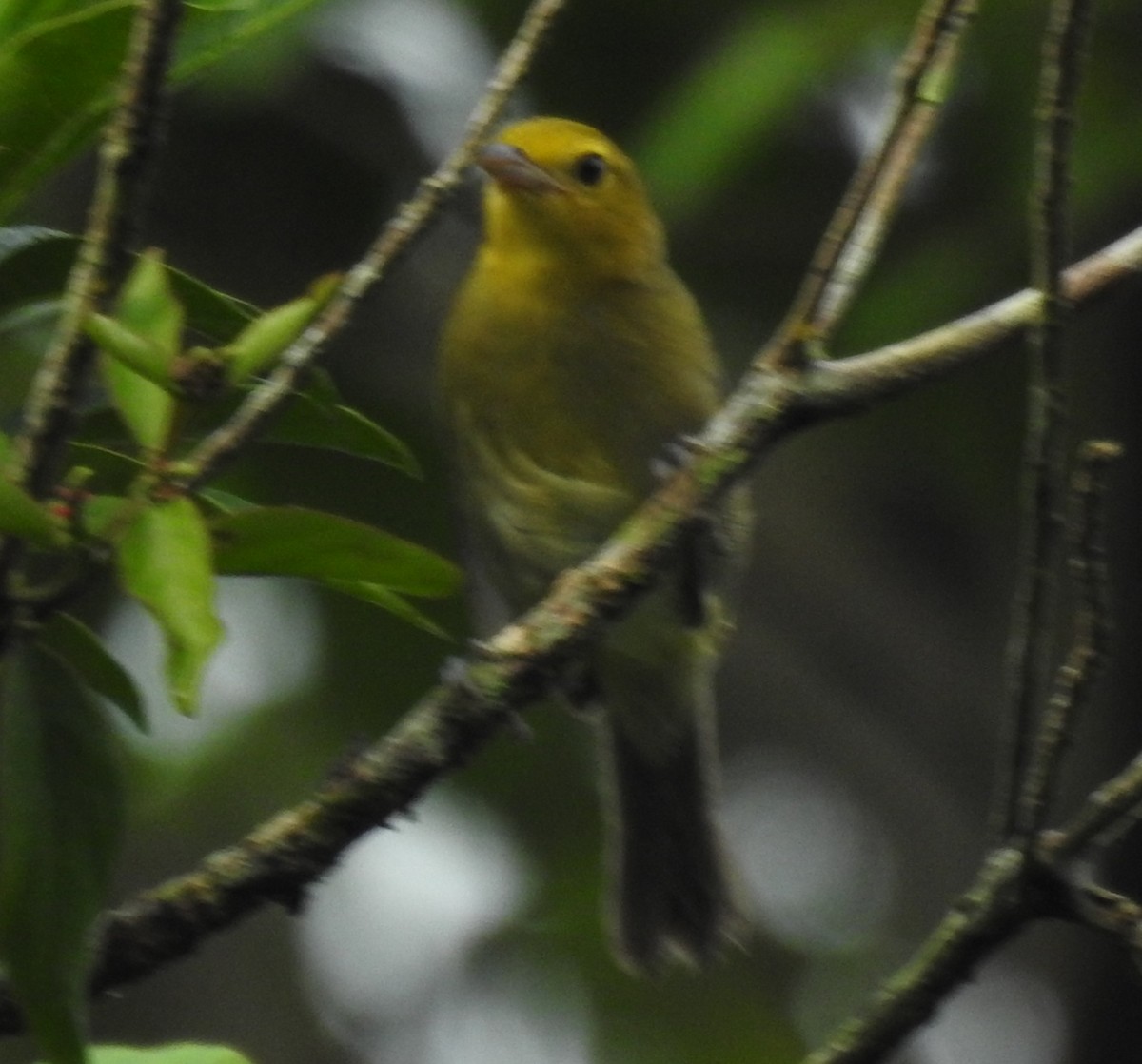 Orange-headed Tanager - ML646970132
