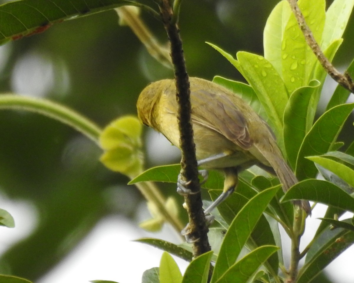 Orange-headed Tanager - ML646970133