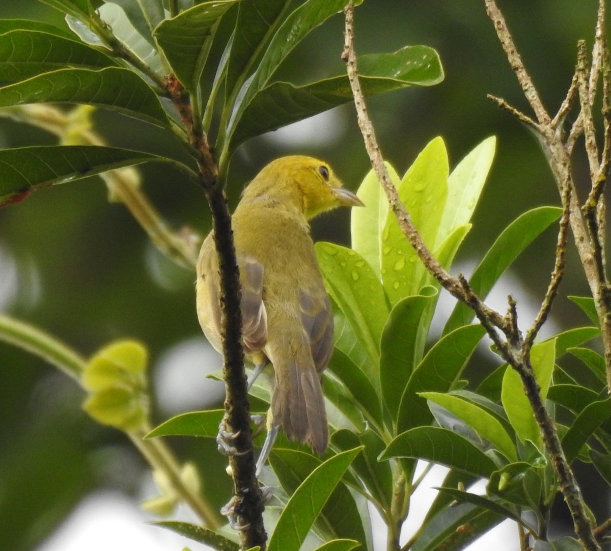 Orange-headed Tanager - ML646970134