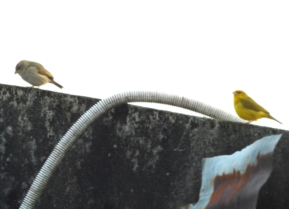 Chirigüe Frentinaranja - ML646970135