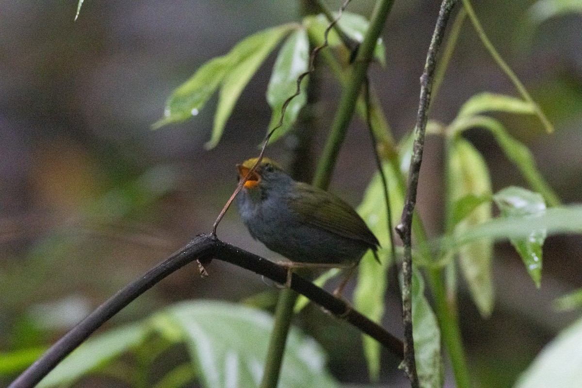 Slaty-bellied Tesia - ML646970137