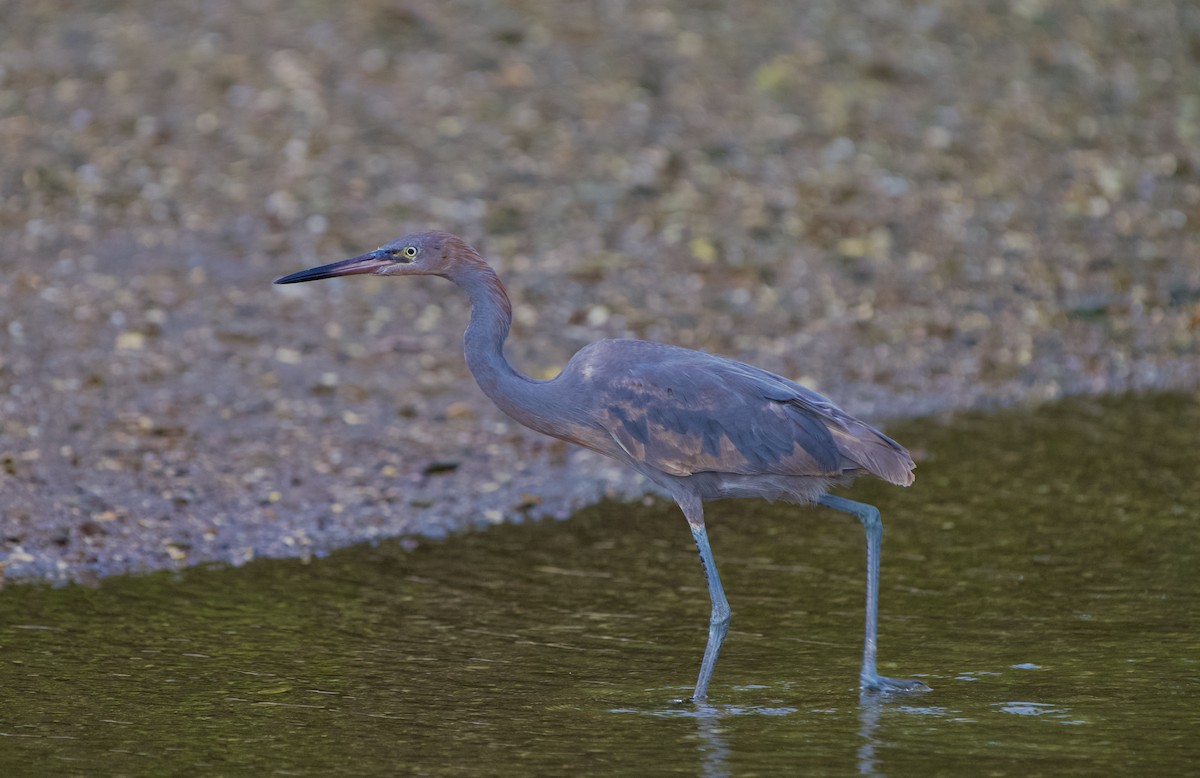 Reddish Egret - ML646970138