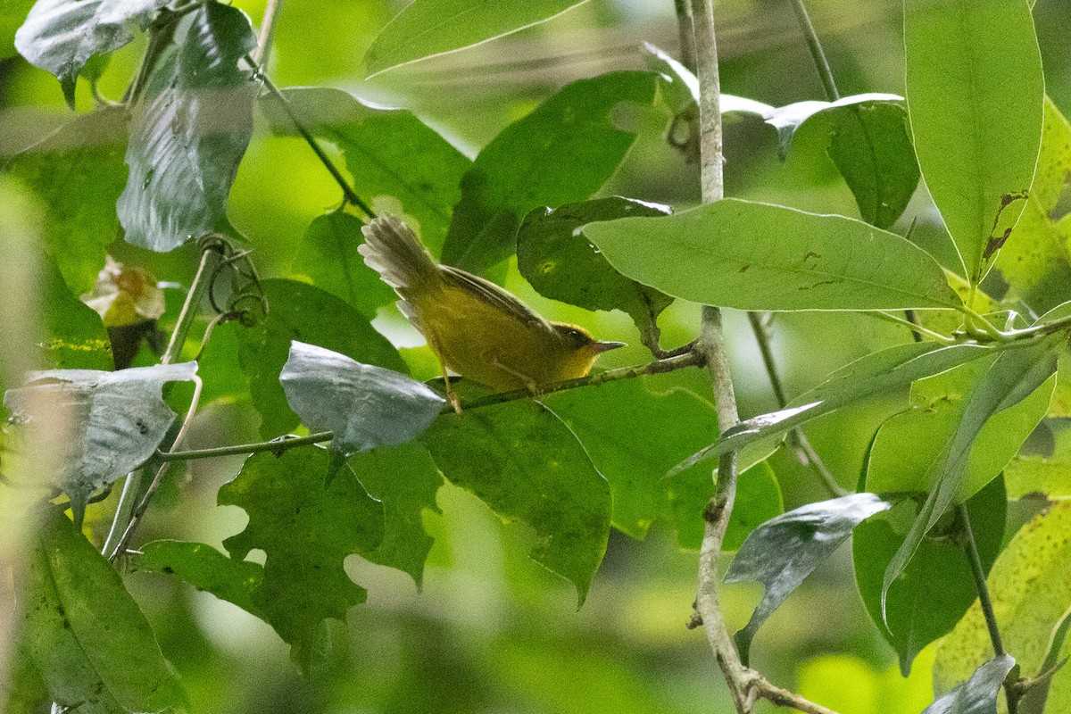 Golden Babbler - ML646970140