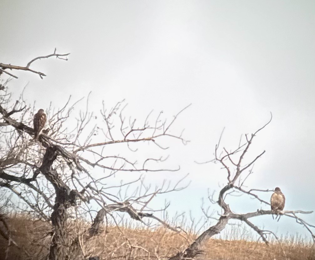 Ferruginous Hawk - ML646970141