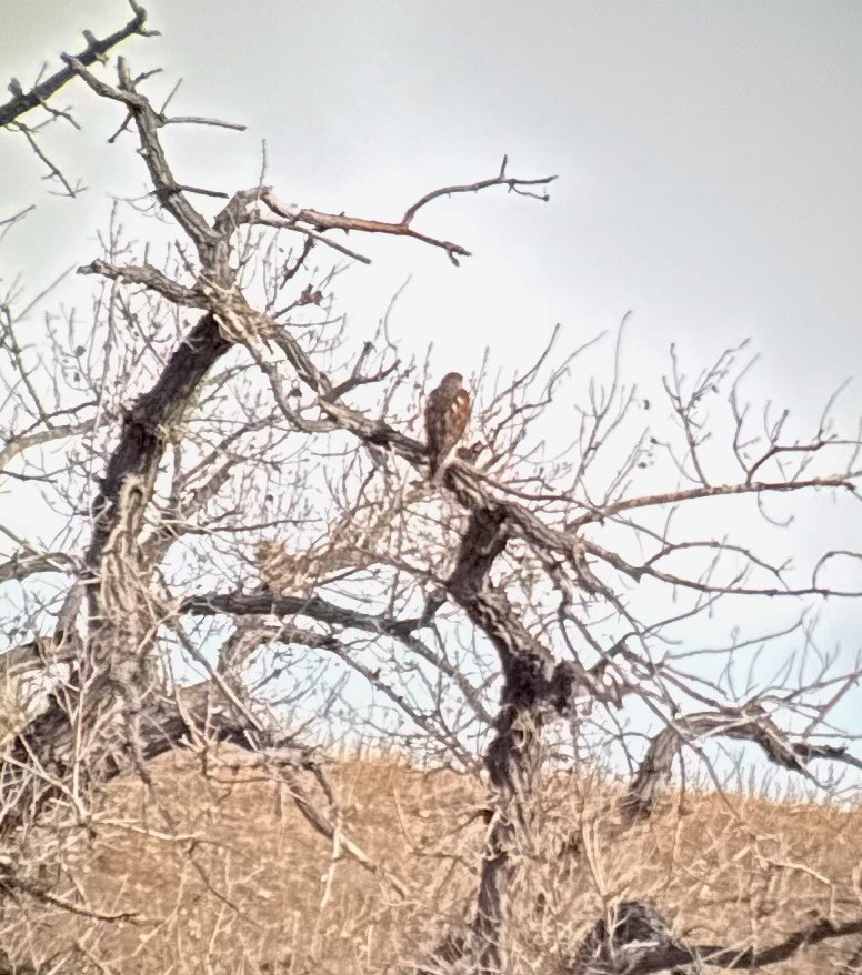 Ferruginous Hawk - ML646970142