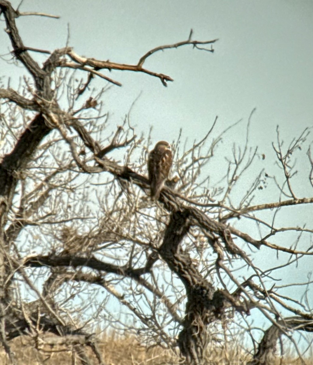 Ferruginous Hawk - ML646970143