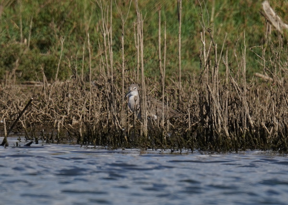 Willet - ML646970144