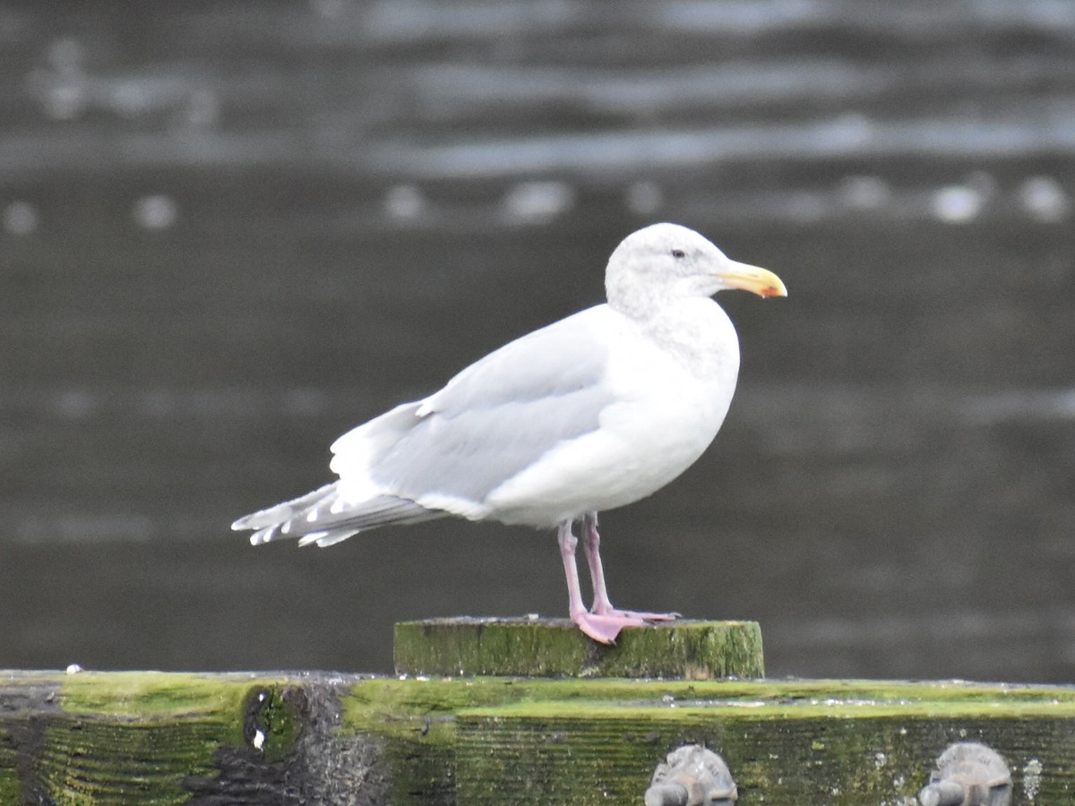 Larus sp. - ML646970145