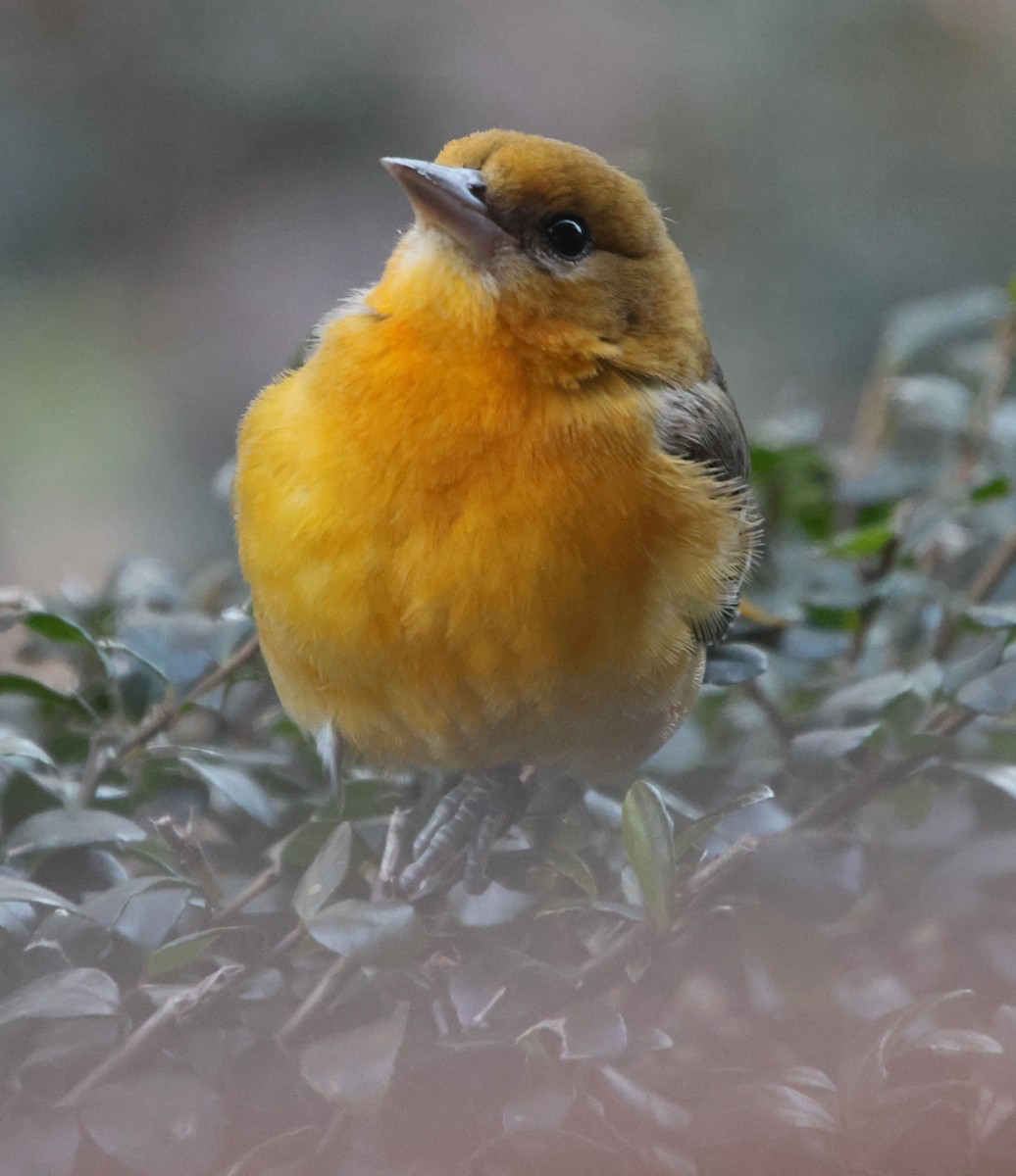 Baltimore Oriole - ML646970146