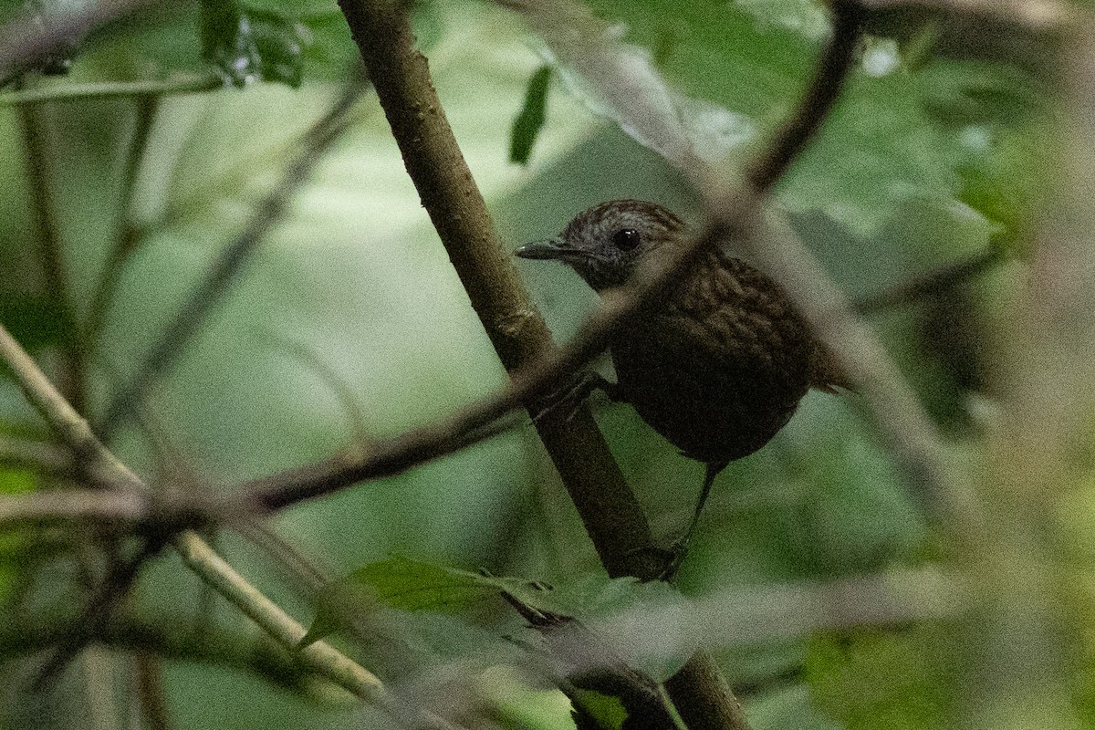 Streaked Wren-Babbler - ML646970150