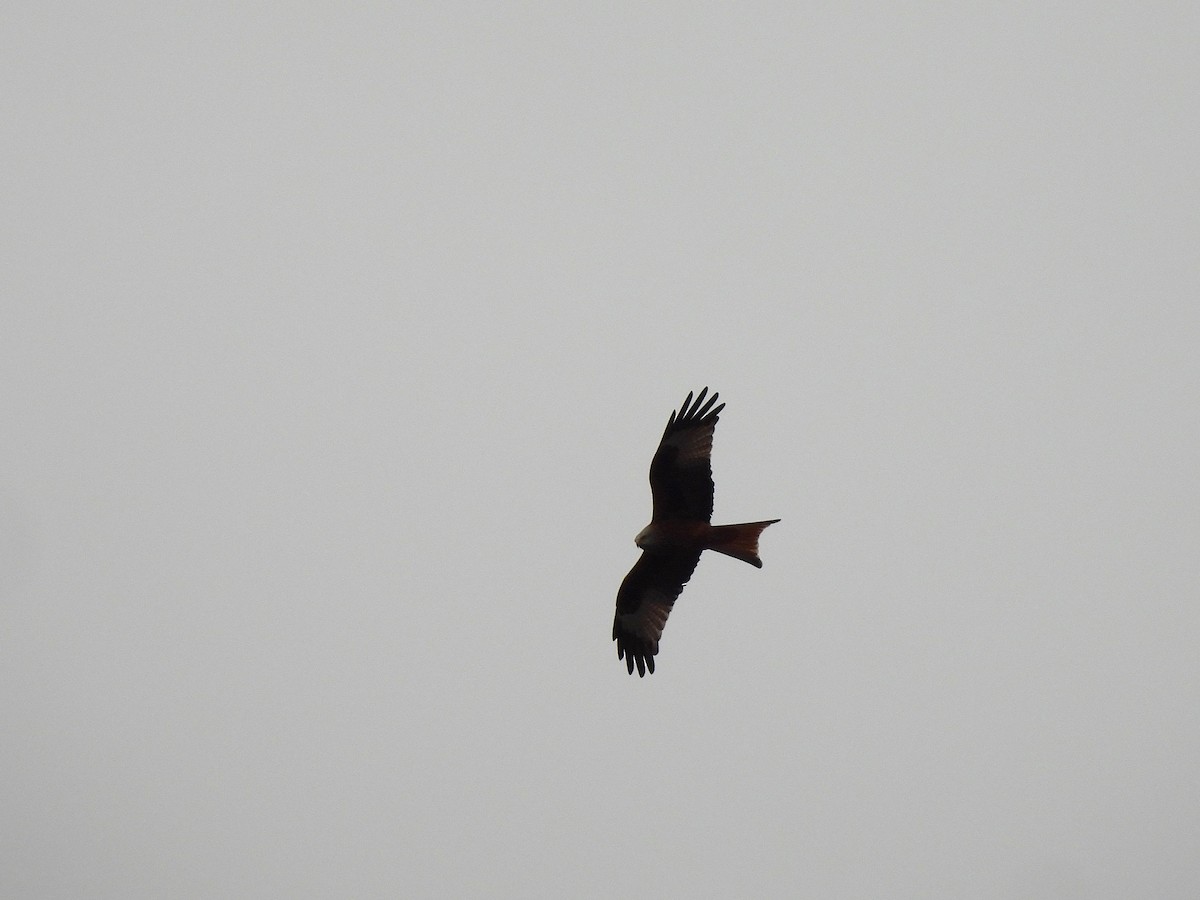 Red Kite - ML646970154
