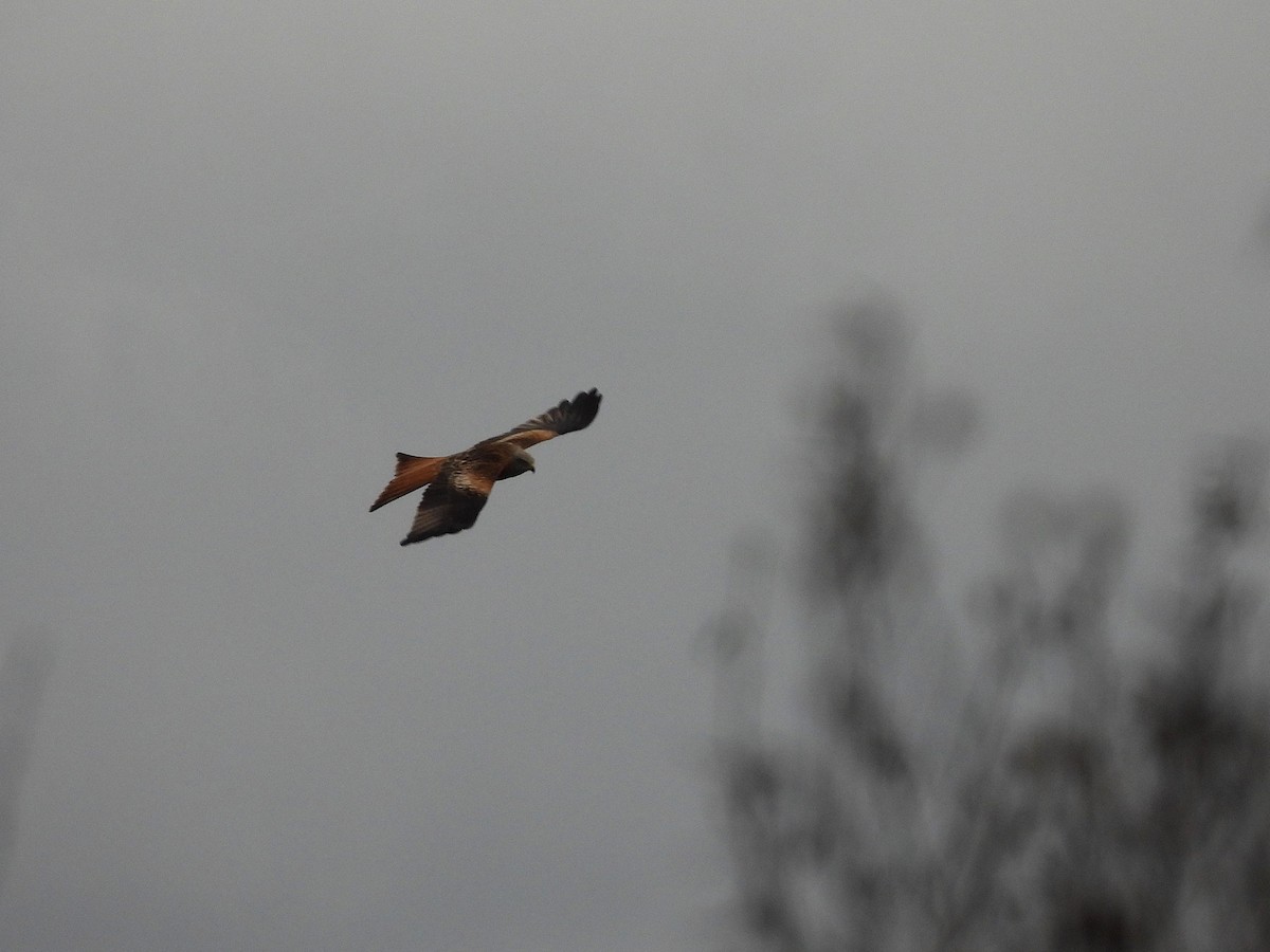 Red Kite - ML646970155