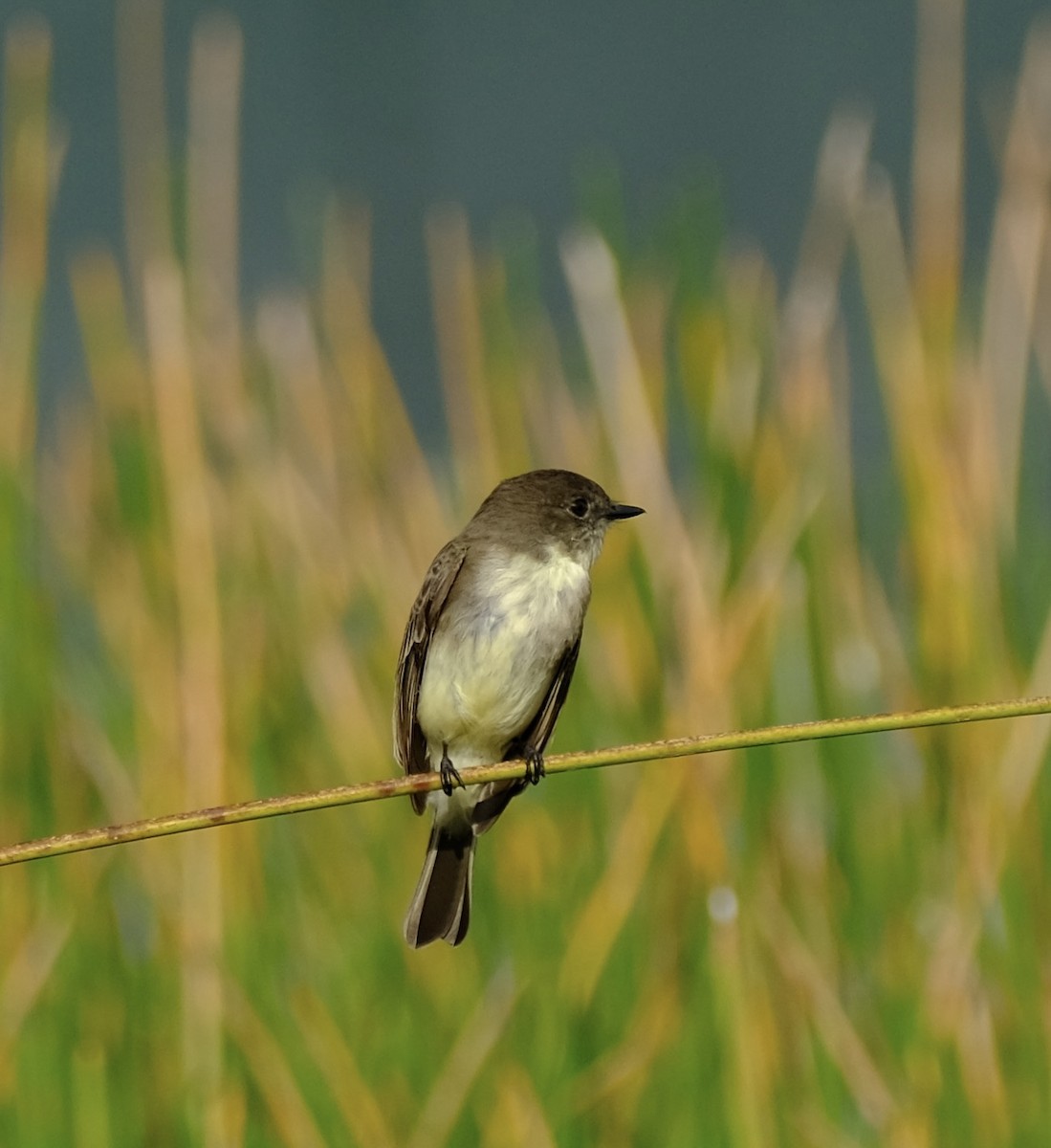 Eastern Phoebe - ML646970156