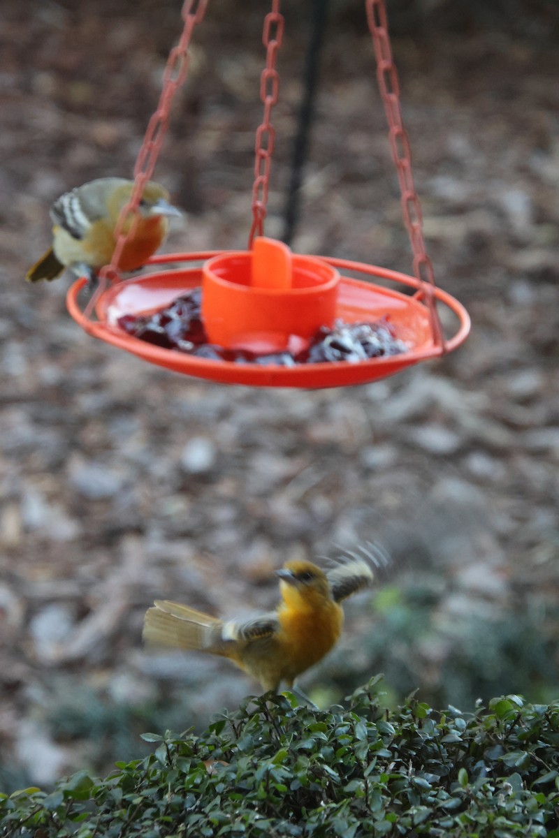 Baltimore Oriole - ML646970162