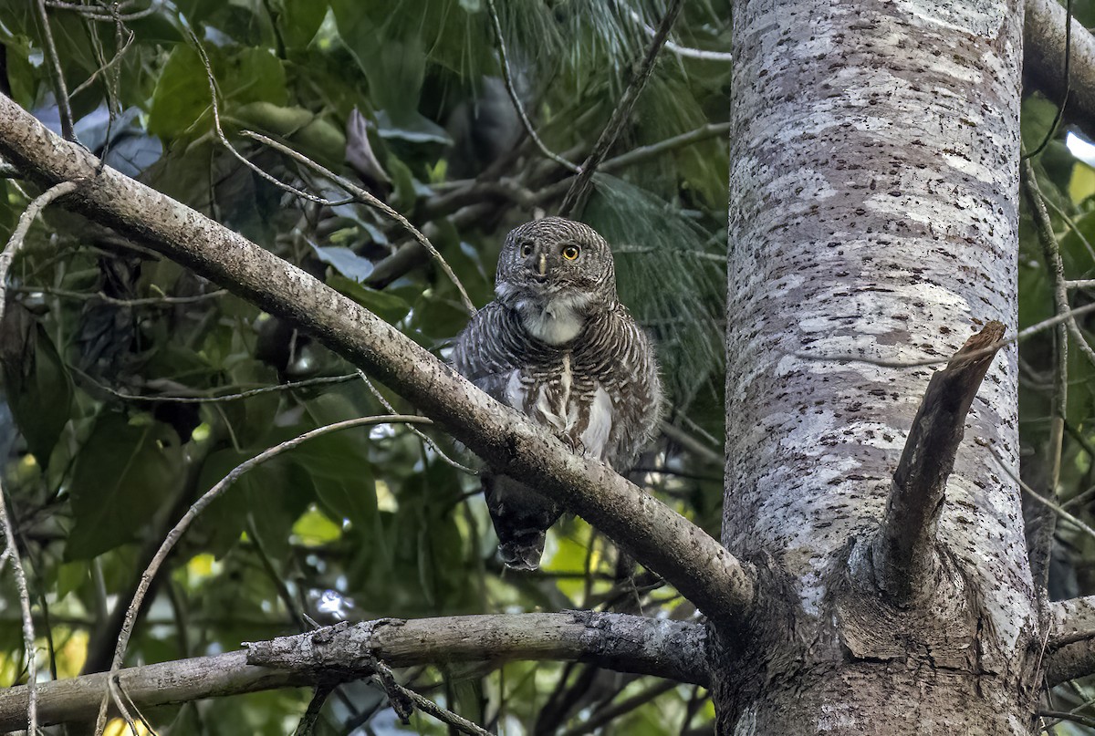 Asian Barred Owlet - ML646970168