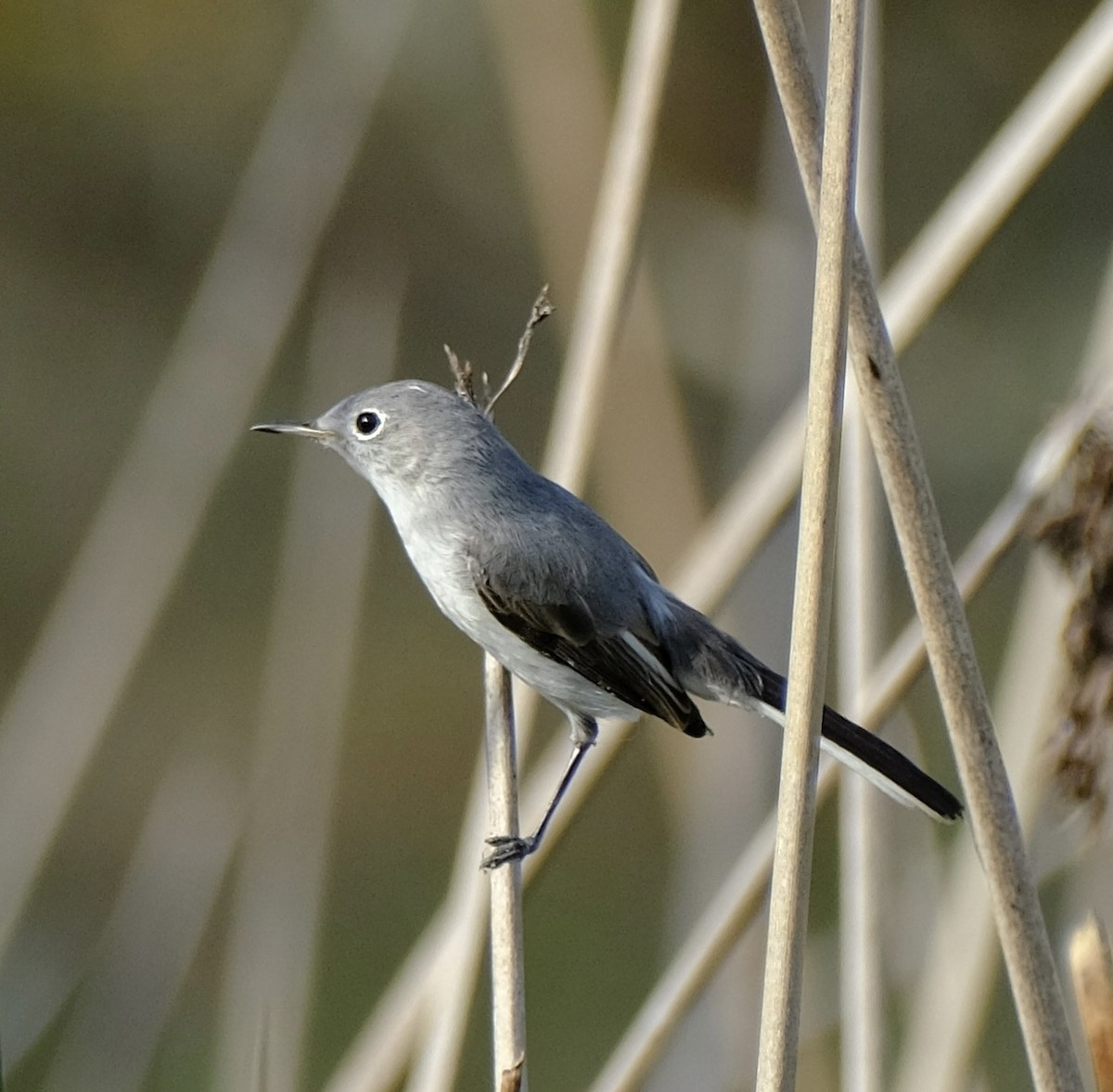 Blue-gray Gnatcatcher - ML646970169