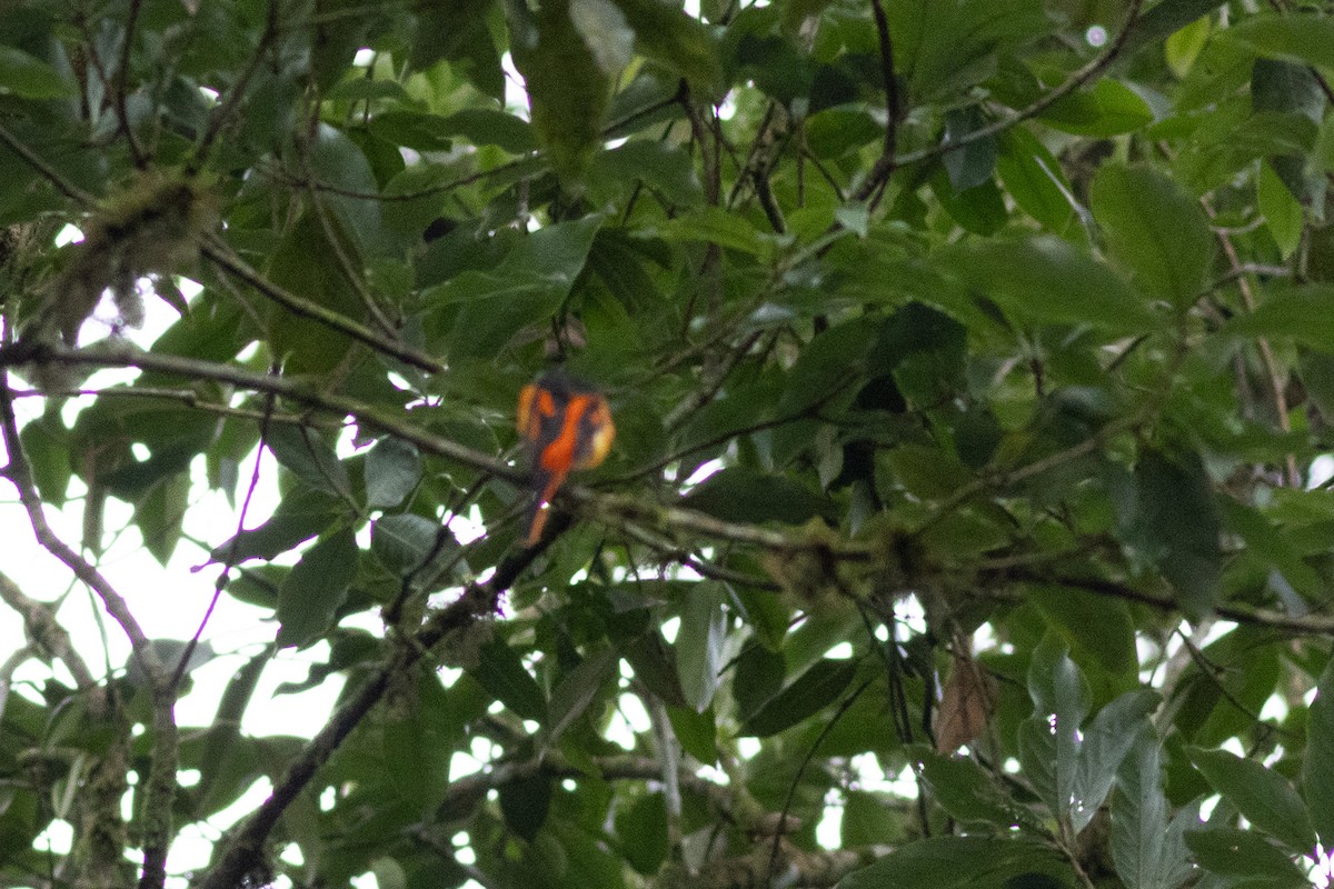 minivet sp. (red minivet sp.) - ML646970170