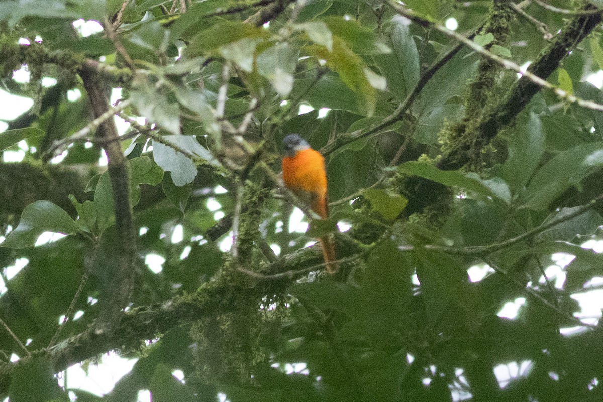 minivet sp. (red minivet sp.) - ML646970171