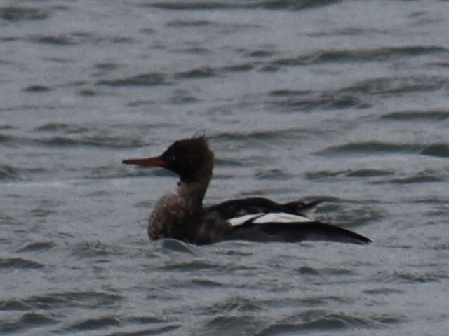 Red-breasted Merganser - ML646970179