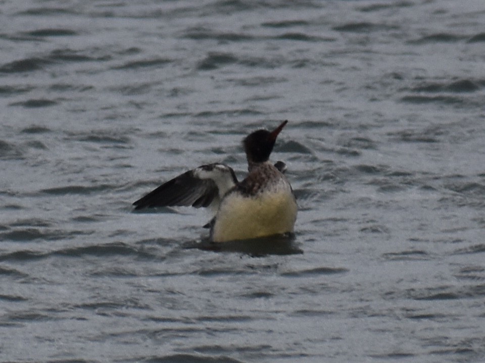 Red-breasted Merganser - ML646970180
