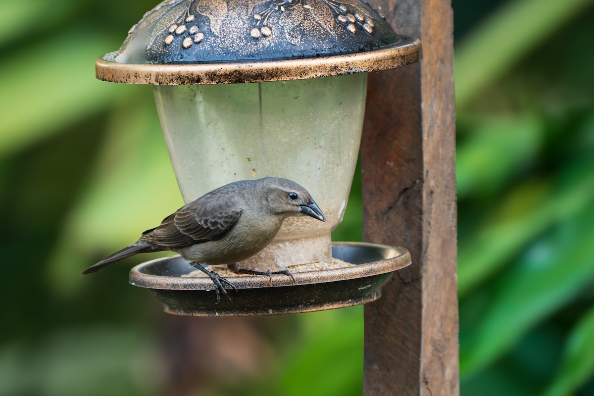 Shiny Cowbird - ML646970182