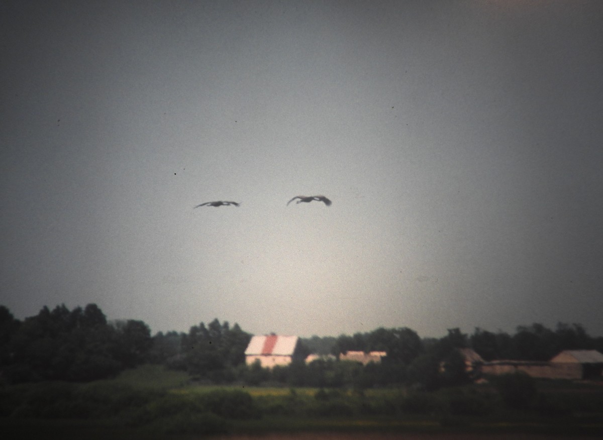 jeřáb popelavý - ML646970183