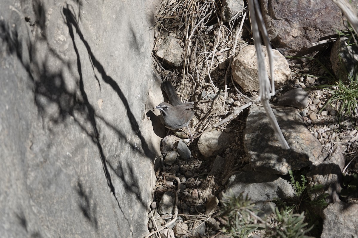 sonoraspurv - ML646970185