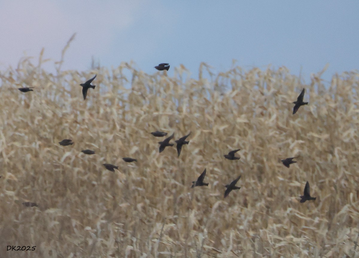 blackbird sp. - ML646970186