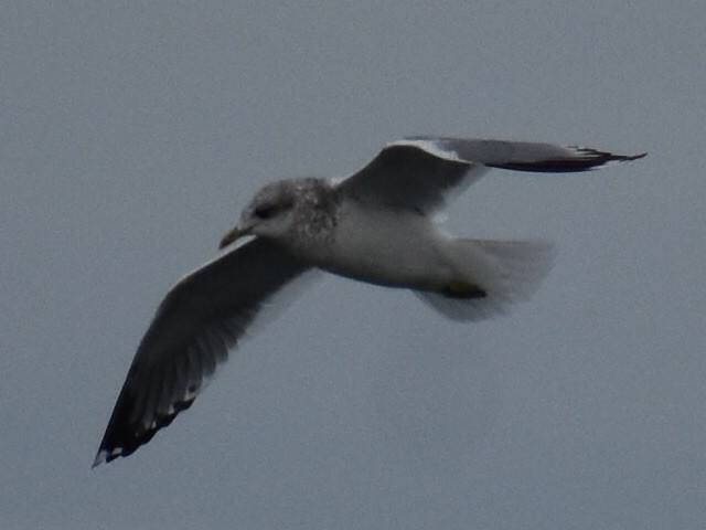 Short-billed Gull - ML646970187
