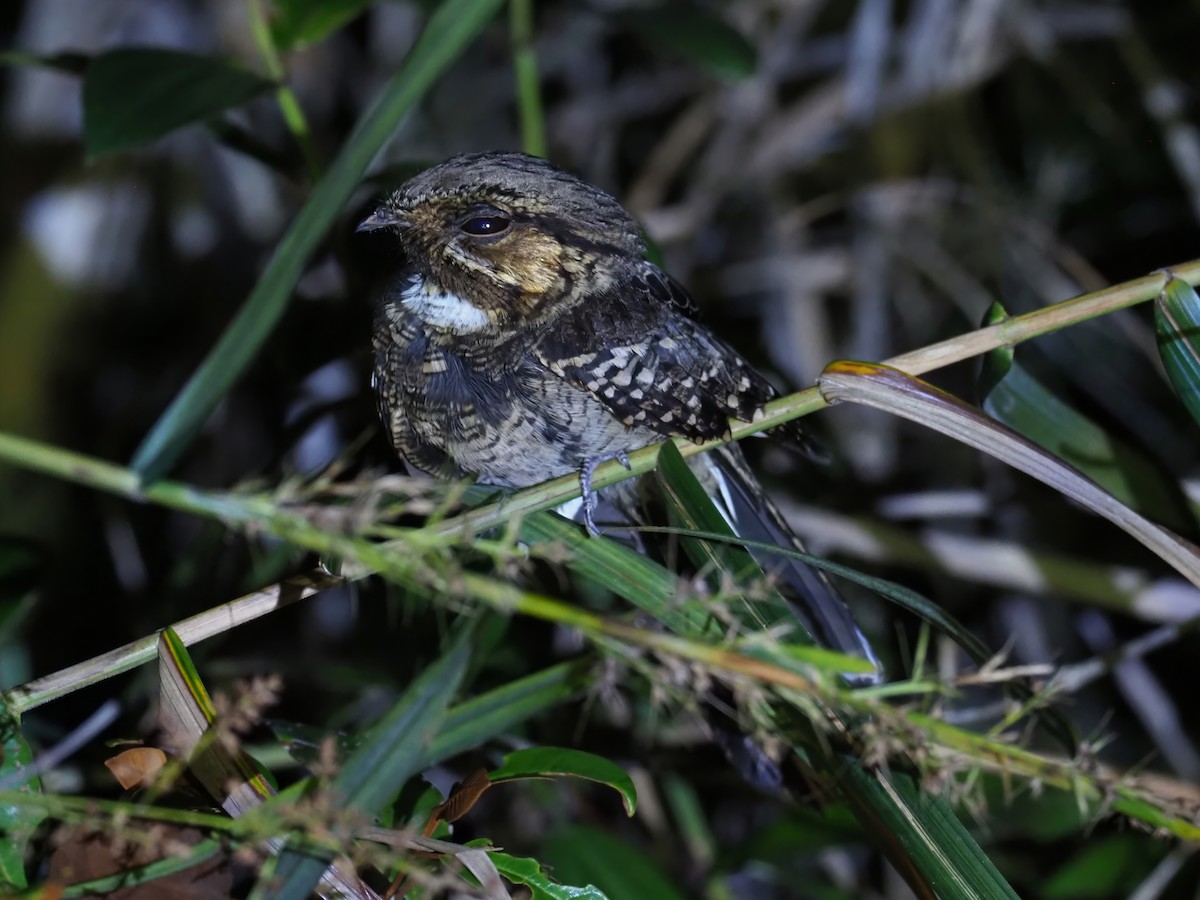 Common Pauraque - ML646970188