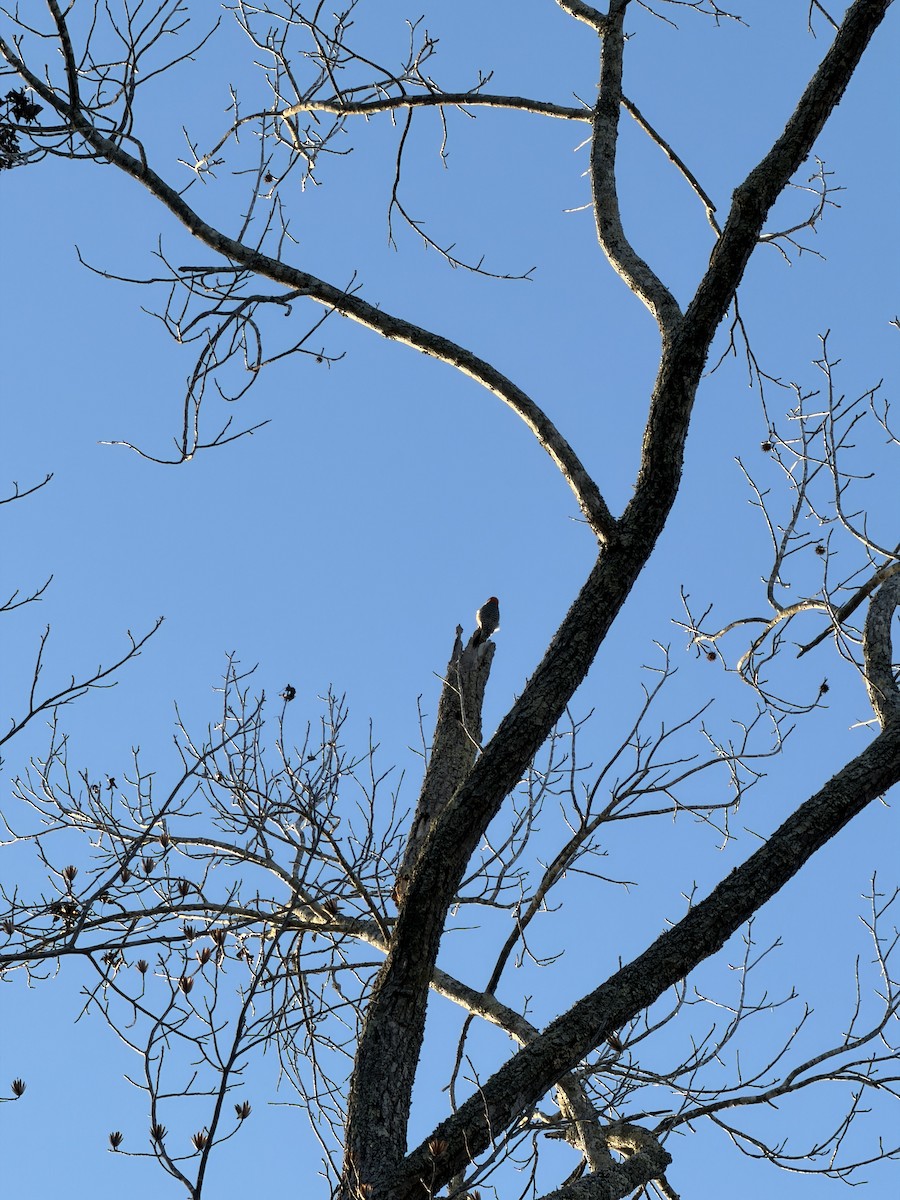Red-bellied Woodpecker - ML646970199