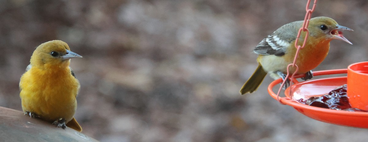 Baltimore Oriole - ML646970202