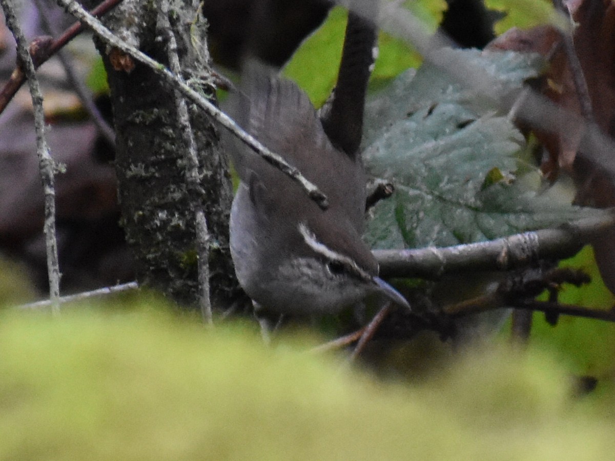 Bewick's Wren - ML646970211