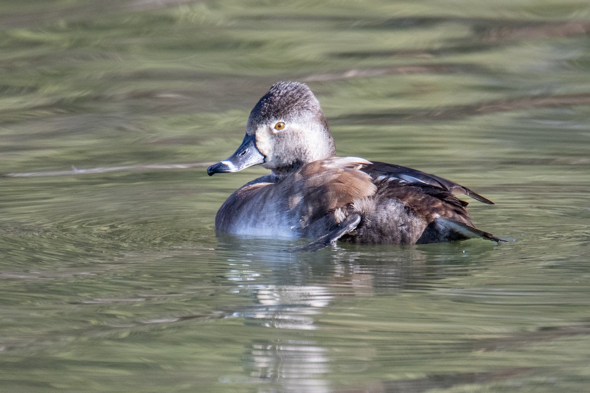 Ring-necked Duck - ML646970218