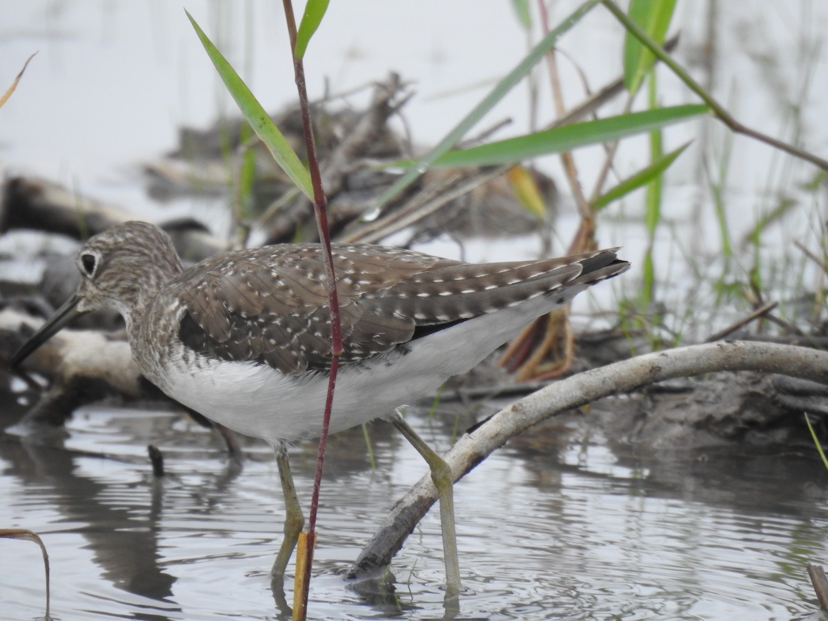 Solitary Sandpiper - ML646970219