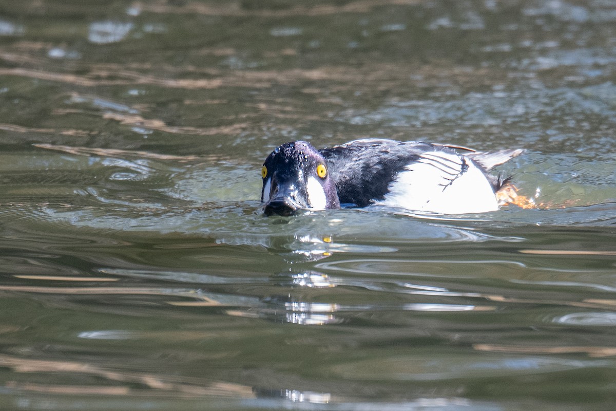 Common Goldeneye - ML646970225