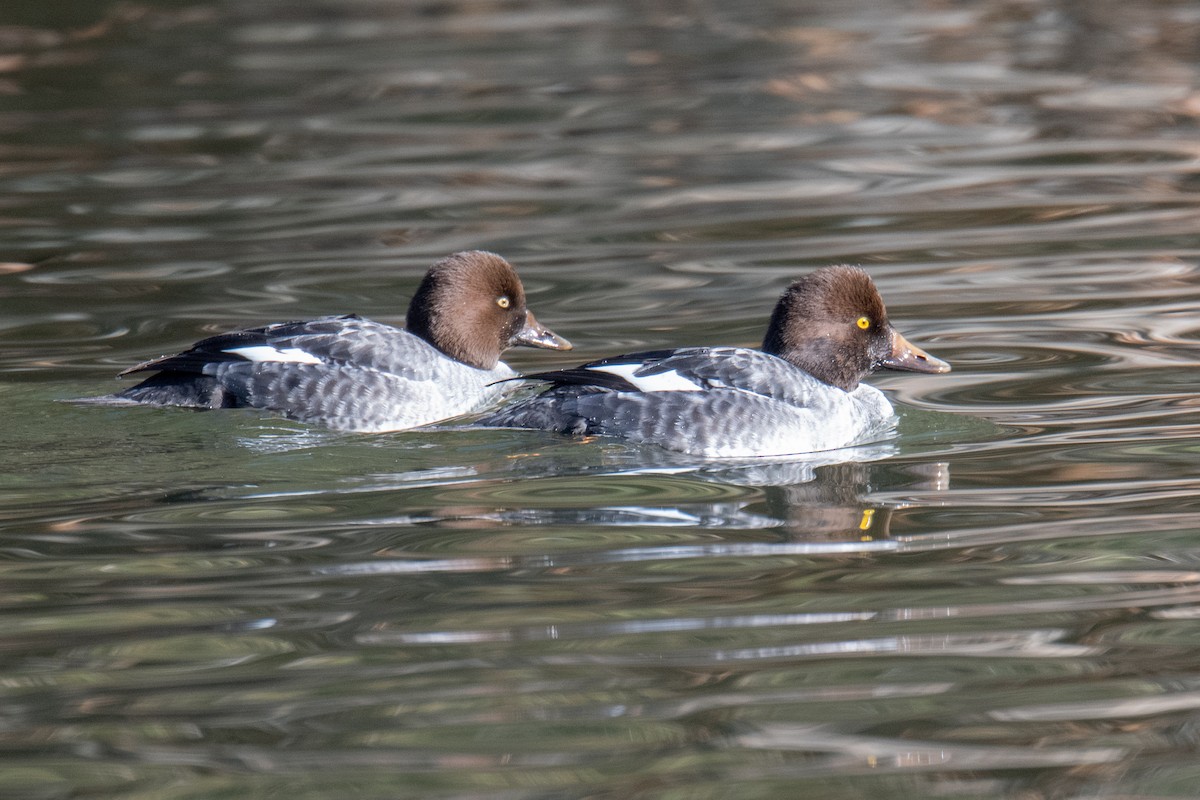 Common Goldeneye - ML646970226