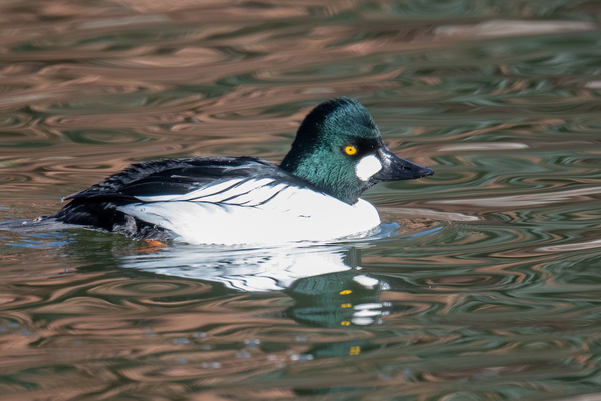 Common Goldeneye - ML646970227